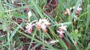 Orchidées ophrys abeille    